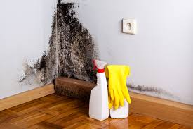 Professional Mold Inspection in Georgetown, PA